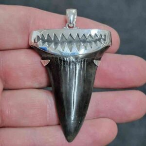 2 1/4" . 925 Sterling Silver Capped Extinct Great White Shark Teeth Pendant #9