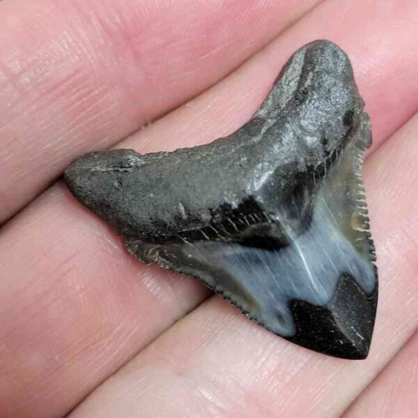1 1/4+" - Polished Megalodon Shark Tooth with Dark Brown Root and Gray Enamel -  - #10 - Image 2