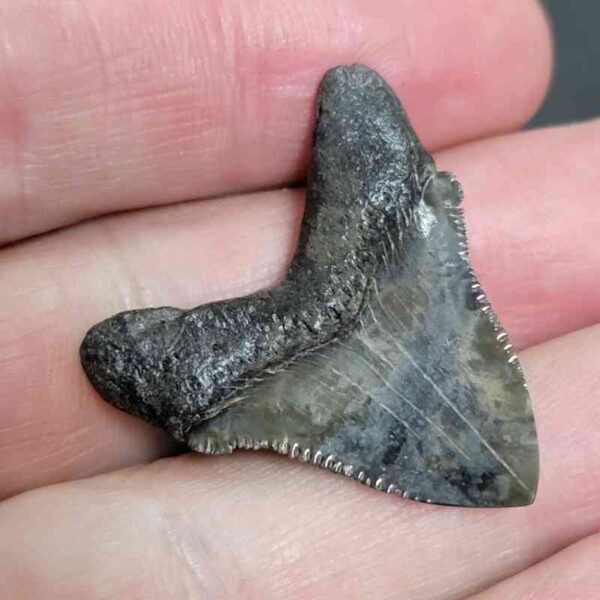 1 1/4+" - Polished Megalodon Shark Tooth with Dark Brown Root and Gray Enamel -  - #10 - Image 3