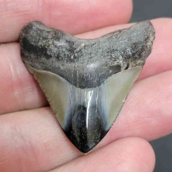 1 1/2+" - Polished Megalodon Shark Tooth with Dark Brown Root and Gray Enamel -  - #11