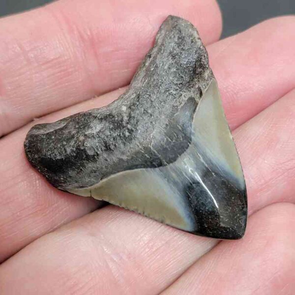 1 1/2+" - Polished Megalodon Shark Tooth with Dark Brown Root and Gray Enamel -  - #11 - Image 2