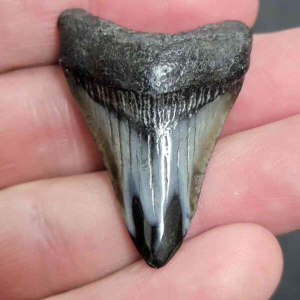 1 5/8" - Polished Megalodon Shark Tooth with Dark Brown Root and Gray Enamel -  - #12