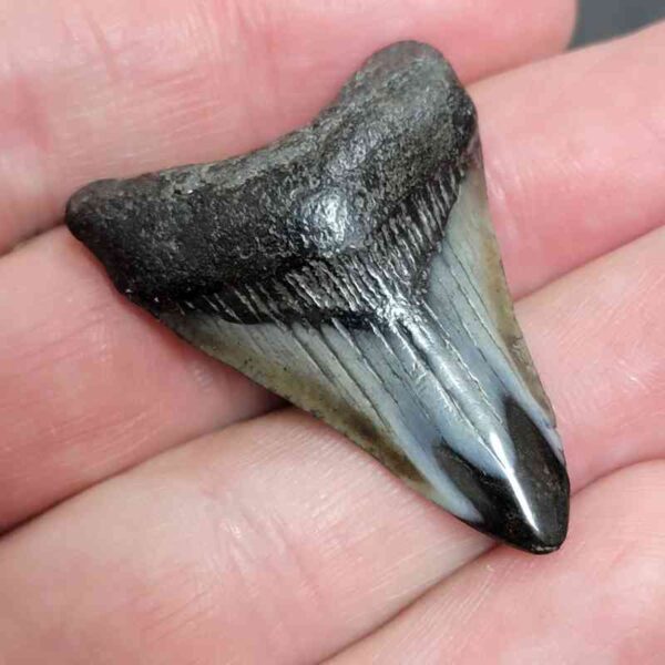 1 5/8" - Polished Megalodon Shark Tooth with Dark Brown Root and Gray Enamel -  - #12 - Image 2