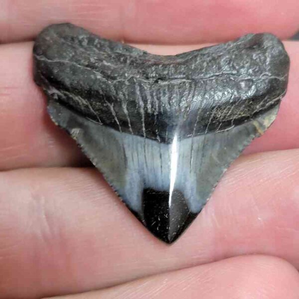 1 2/8" - Polished Megalodon Shark Tooth with Dark Brown Root and Gray Enamel -  - #13