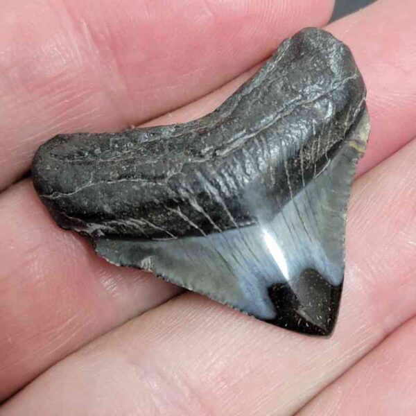 1 2/8" - Polished Megalodon Shark Tooth with Dark Brown Root and Gray Enamel -  - #13 - Image 2