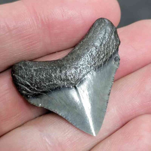 1 2/8" - Polished Megalodon Shark Tooth with Dark Brown Root and Gray Enamel -  - #13 - Image 3