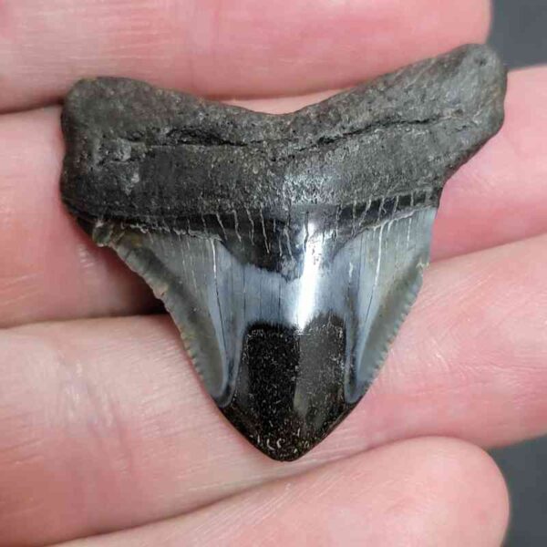 1 1/2" - Polished Megalodon Shark Tooth with Dark Brown Root and Gray Enamel -  - #14