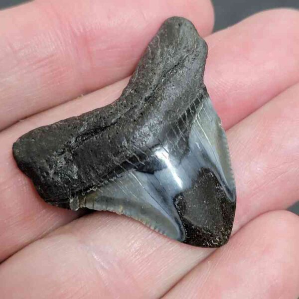 1 1/2" - Polished Megalodon Shark Tooth with Dark Brown Root and Gray Enamel -  - #14 - Image 2