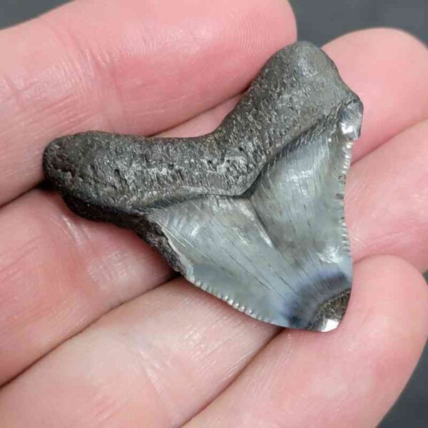 1 1/2" - Polished Megalodon Shark Tooth with Dark Brown Root and Gray Enamel -  - #14 - Image 3