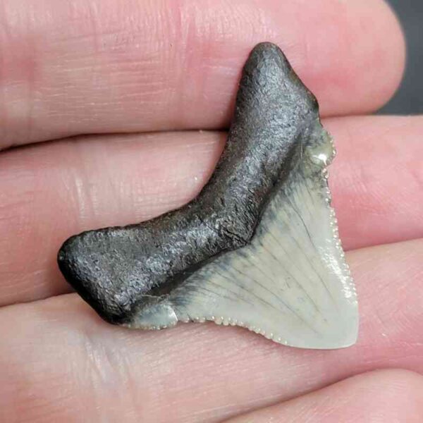 1 1/4" - Polished Megalodon Shark Tooth with Dark Brown Root and Tan Enamel -  - #15 - Image 3