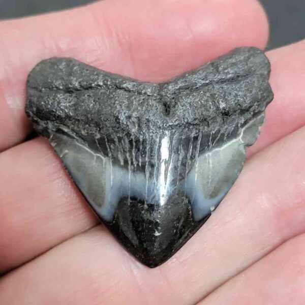 1 5/8" - Polished Megalodon Shark Tooth with Dark Brown Root and Gray Enamel -  - #16