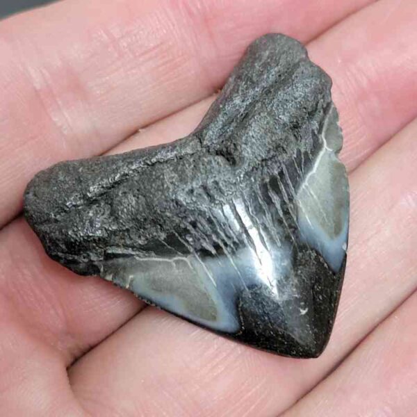 1 5/8" - Polished Megalodon Shark Tooth with Dark Brown Root and Gray Enamel -  - #16 - Image 2