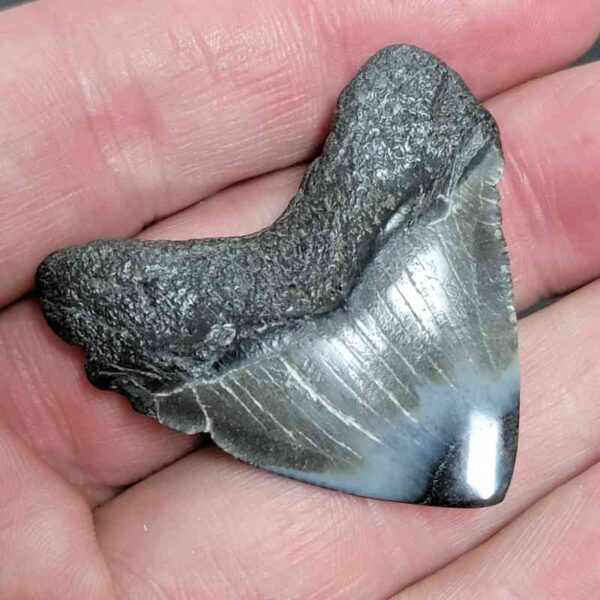 1 5/8" - Polished Megalodon Shark Tooth with Dark Brown Root and Gray Enamel -  - #16 - Image 3