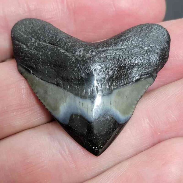 1 1/2+" - Polished Megalodon Shark Tooth with Dark Brown Root and Gray Enamel -  - #18