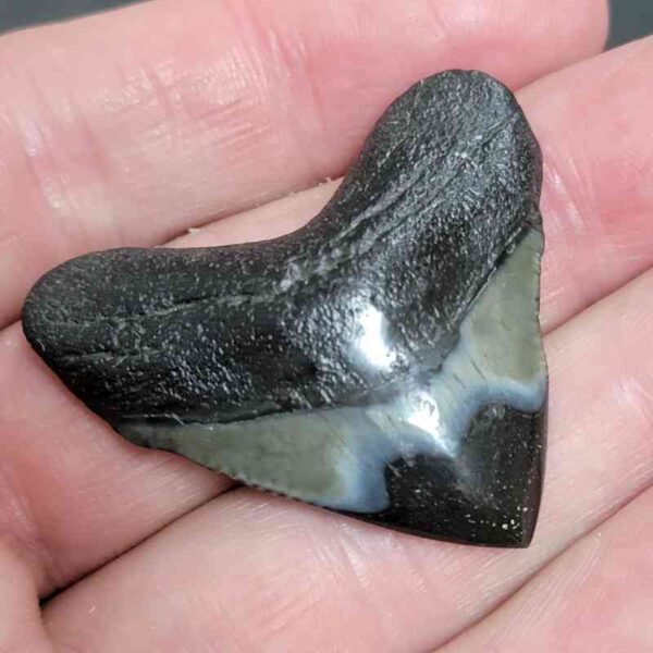 1 1/2+" - Polished Megalodon Shark Tooth with Dark Brown Root and Gray Enamel -  - #18 - Image 2