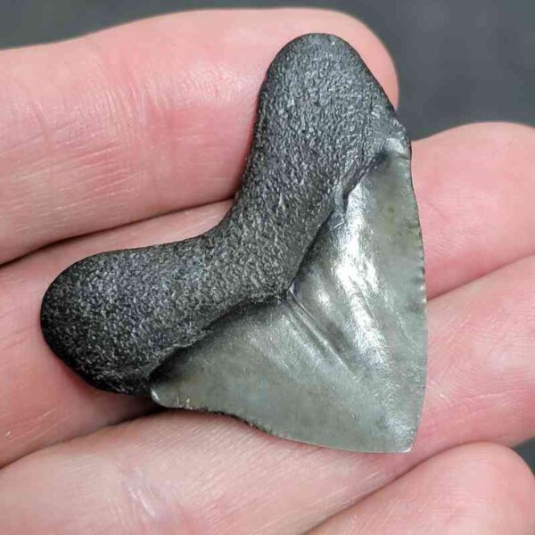 1 1/2+" - Polished Megalodon Shark Tooth with Dark Brown Root and Gray Enamel -  - #18 - Image 3