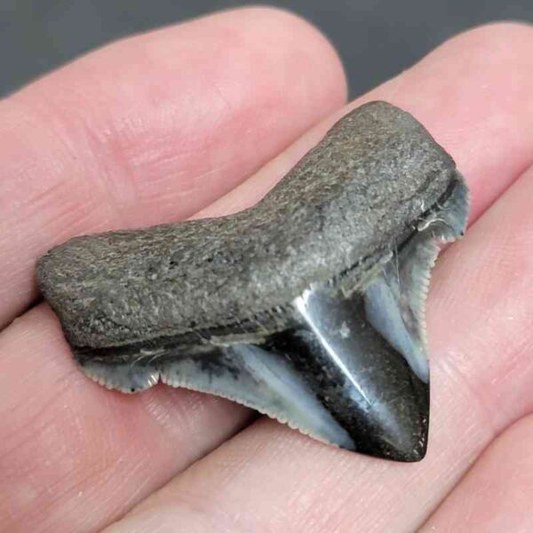 1 3/8" - Polished Megalodon Shark Tooth with Dark Brown Root and Gray Enamel -  - #19 - Image 2