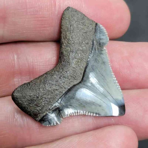 1 3/8" - Polished Megalodon Shark Tooth with Dark Brown Root and Gray Enamel -  - #19 - Image 3