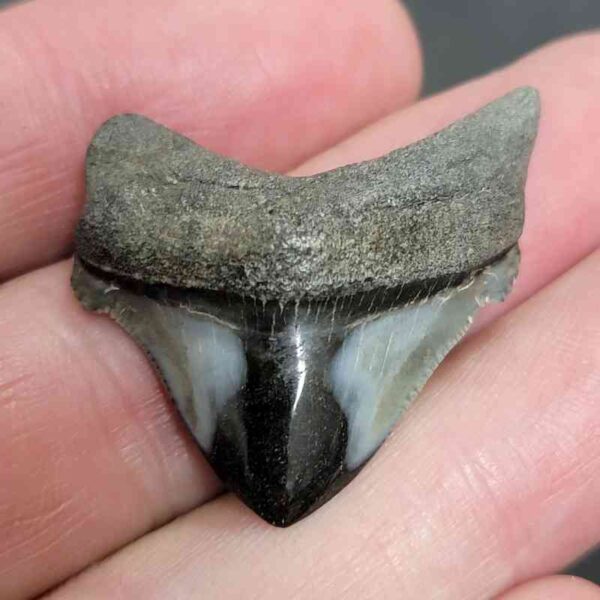 1 3/8" - Polished Megalodon Shark Tooth with Dark Brown Root and Gray Enamel -  - #2