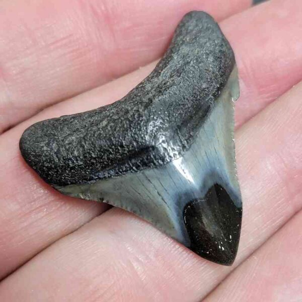 1 1/2" - Polished Megalodon Shark Tooth with Dark Brown Root and Gray Enamel -  - #20 - Image 2