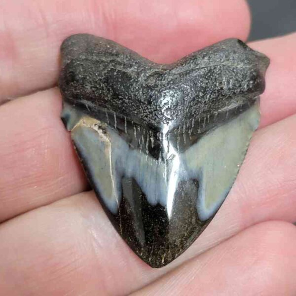 1 5/8" - Polished Megalodon Shark Tooth with Dark Brown Root and Gray Enamel -  - #22