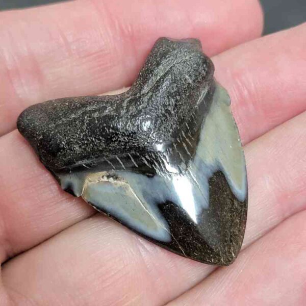 1 5/8" - Polished Megalodon Shark Tooth with Dark Brown Root and Gray Enamel -  - #22 - Image 2