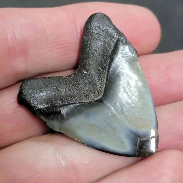 1 5/8" - Polished Megalodon Shark Tooth with Dark Brown Root and Gray Enamel -  - #22 - Image 3