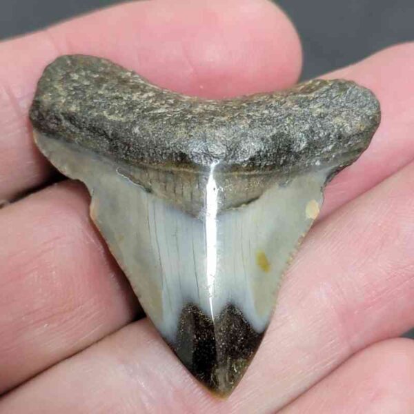 1 3/4" - Polished Megalodon Shark Tooth with Dark Brown Root and Tan Enamel -  - #23