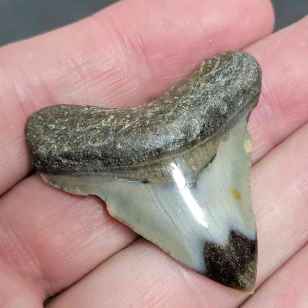 1 3/4" - Polished Megalodon Shark Tooth with Dark Brown Root and Tan Enamel -  - #23 - Image 2