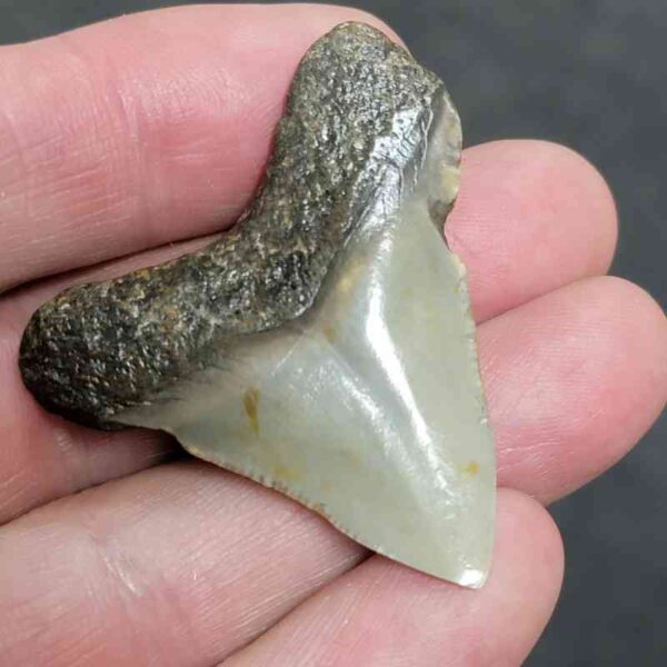 1 3/4" - Polished Megalodon Shark Tooth with Dark Brown Root and Tan Enamel -  - #23 - Image 3