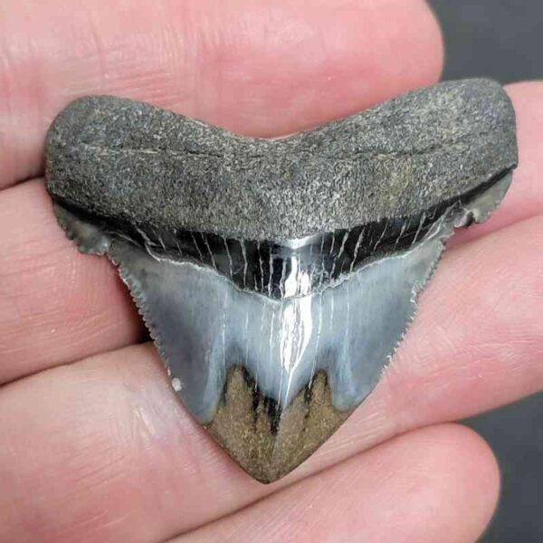 1 3/4+" - Polished Megalodon Shark Tooth with Dark Brown Root and Gray Enamel -  - #24