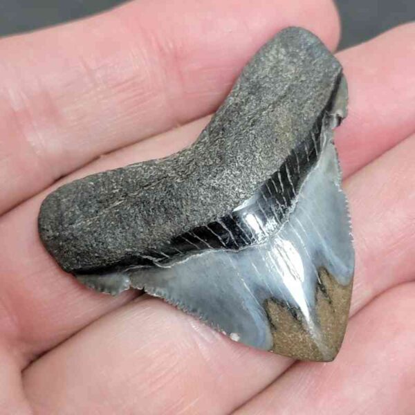 1 3/4+" - Polished Megalodon Shark Tooth with Dark Brown Root and Gray Enamel -  - #24 - Image 2