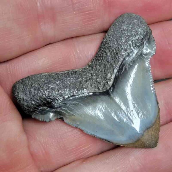 1 3/4+" - Polished Megalodon Shark Tooth with Dark Brown Root and Gray Enamel -  - #24 - Image 3