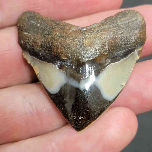 1 3/4" - Polished Megalodon Shark Tooth with Dark Brown Root and Tan Enamel -  - #25