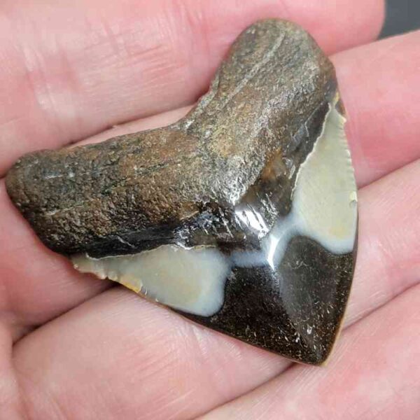 1 3/4" - Polished Megalodon Shark Tooth with Dark Brown Root and Tan Enamel -  - #25 - Image 2