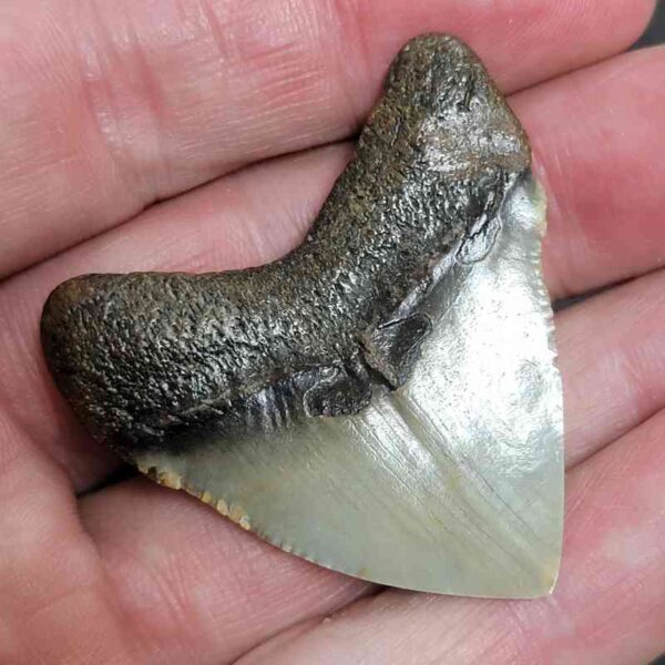 1 3/4" - Polished Megalodon Shark Tooth with Dark Brown Root and Tan Enamel -  - #25 - Image 3