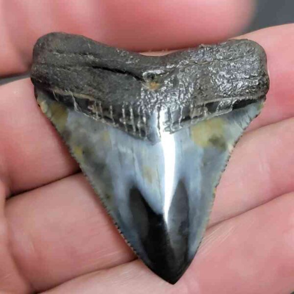 1 7/8" - Polished Megalodon Shark Tooth with Dark Brown Root and Gray Enamel -  - #27