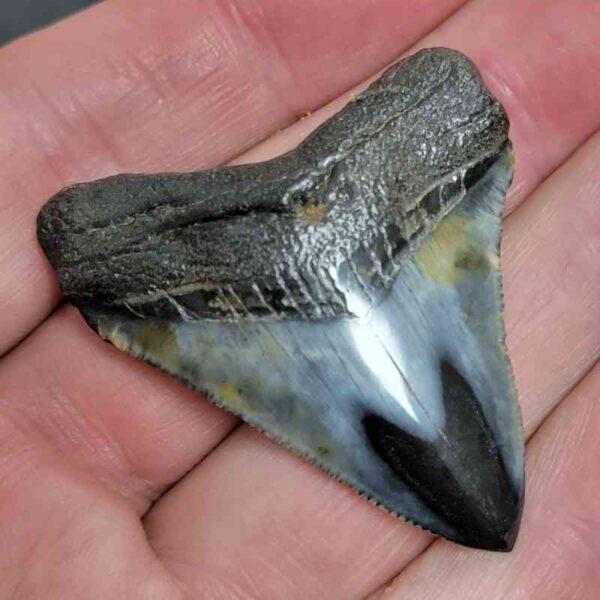 1 7/8" - Polished Megalodon Shark Tooth with Dark Brown Root and Gray Enamel -  - #27 - Image 2