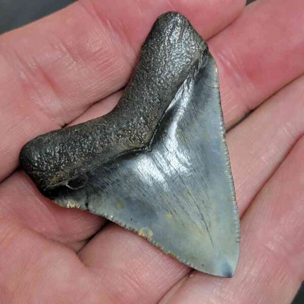 1 7/8" - Polished Megalodon Shark Tooth with Dark Brown Root and Gray Enamel -  - #27 - Image 3