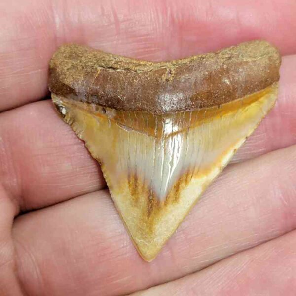 1 3/4" - Polished Megalodon Shark Tooth with Brown Root and Brown Enamel -  - #28