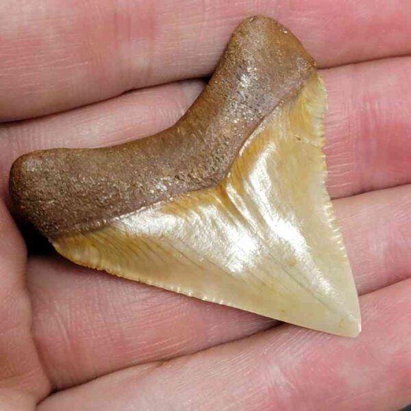 1 3/4" - Polished Megalodon Shark Tooth with Brown Root and Brown Enamel -  - #28 - Image 3
