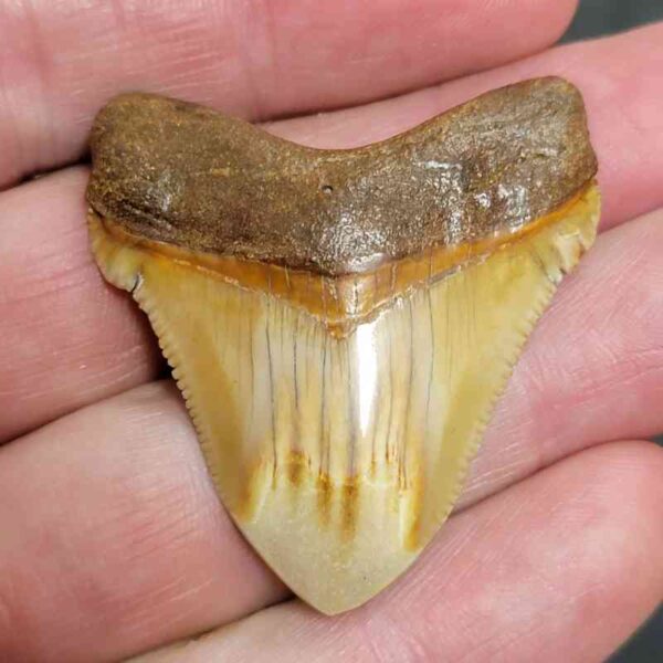 1 3/4" - Polished Megalodon Shark Tooth with Brown Root and Brown Enamel -  - #29