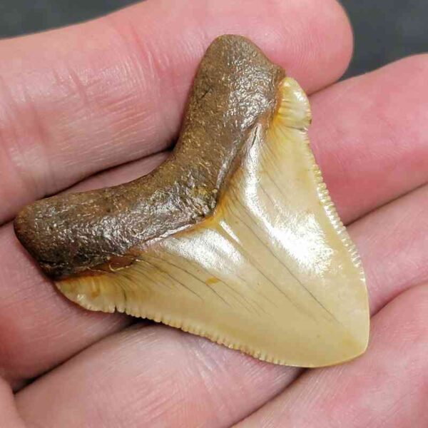 1 3/4" - Polished Megalodon Shark Tooth with Brown Root and Brown Enamel -  - #29 - Image 3