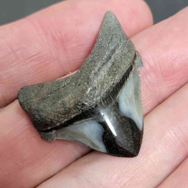 1 3/8" - Polished Megalodon Shark Tooth with Dark Brown Root and Gray Enamel -  - #2 - Image 2