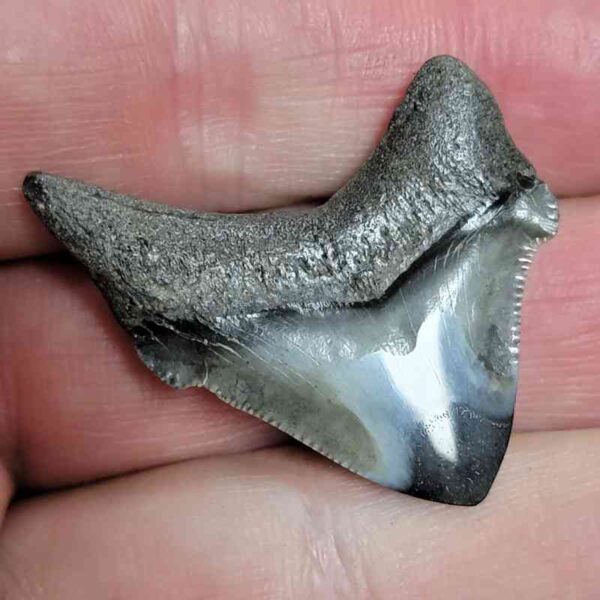 1 3/8" - Polished Megalodon Shark Tooth with Dark Brown Root and Gray Enamel -  - #2 - Image 3