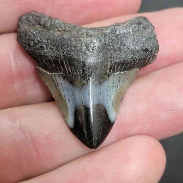 1 1/2" - Polished Megalodon Shark Tooth with Dark Brown Root and Gray Enamel -  - #3