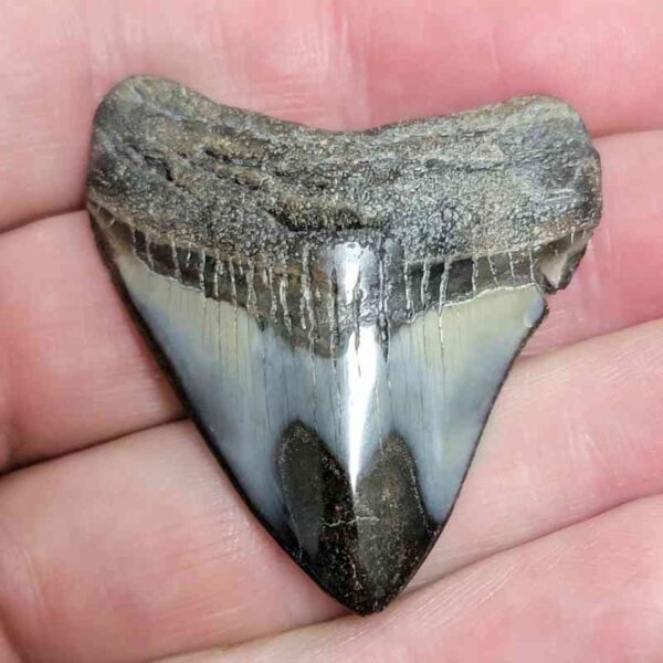 1 3/4+" - Polished Megalodon Shark Tooth with Dark Brown Root and Gray Enamel -  - #30