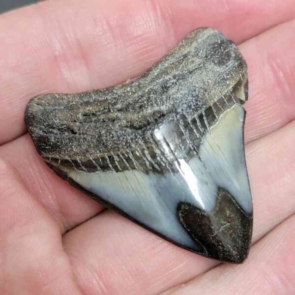1 3/4+" - Polished Megalodon Shark Tooth with Dark Brown Root and Gray Enamel -  - #30 - Image 2