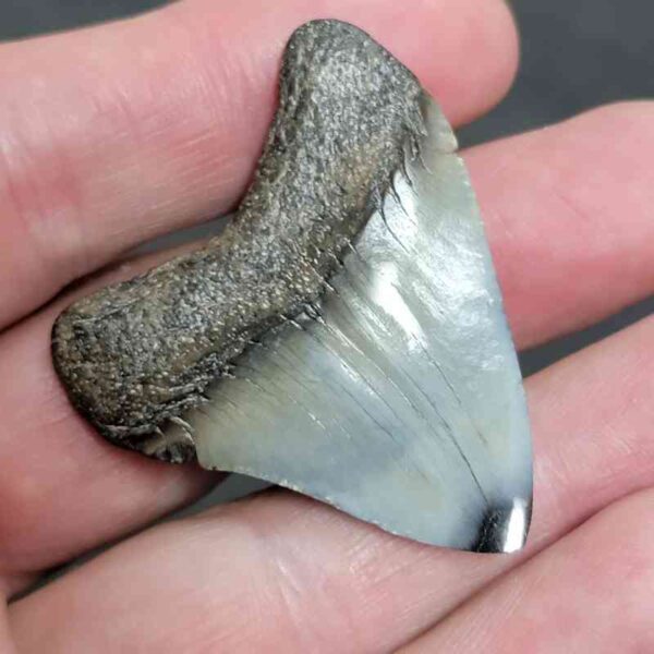 1 3/4+" - Polished Megalodon Shark Tooth with Dark Brown Root and Gray Enamel -  - #30 - Image 3