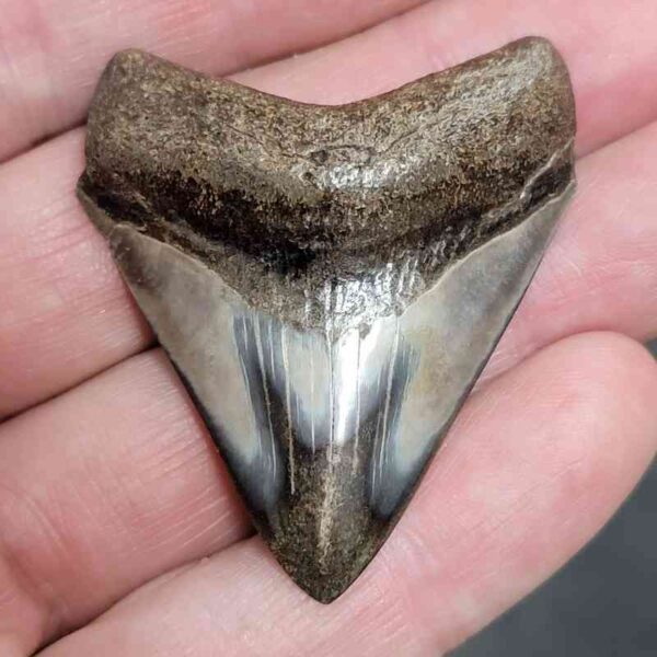 1 15/16" - Polished Megalodon Shark Tooth with Dark Brown Root and Brown Enamel -  - #33